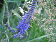 Veronica longifolia Lange ereprijs bestellen